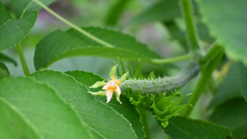 きゅうりの雌花が咲かない