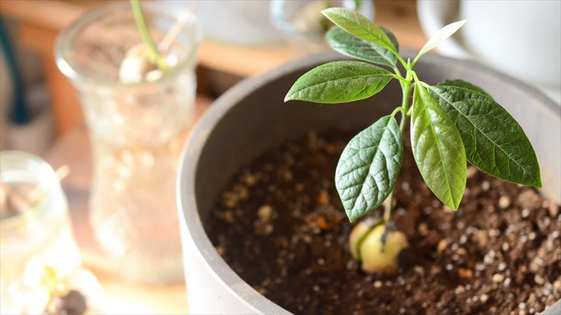 アボカド 葉っぱ 茶色 冬編