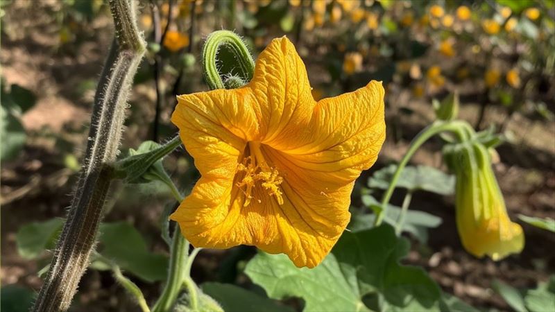 かぼちゃ 雄花 ばかり