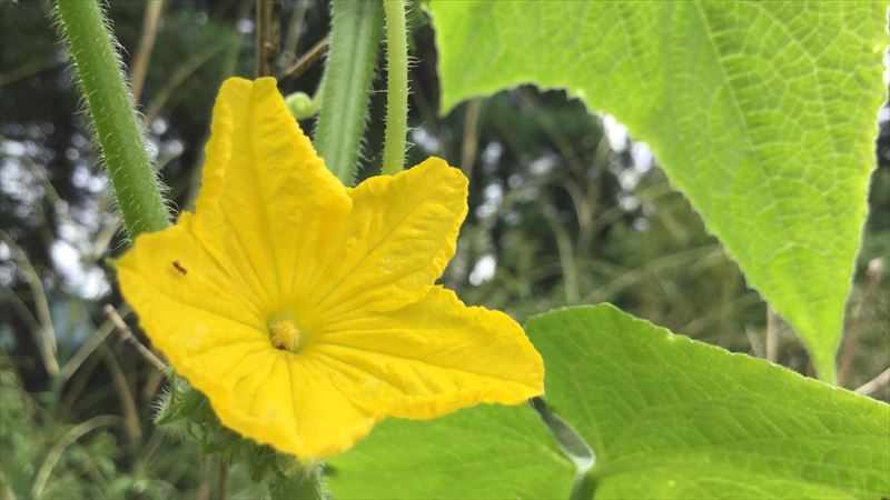 きゅうり 花が咲かない